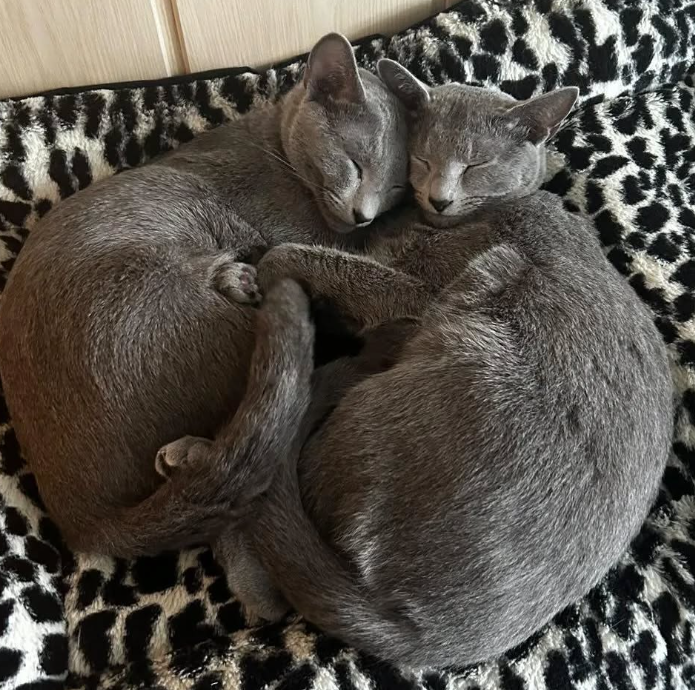 Kajtek & Jacky